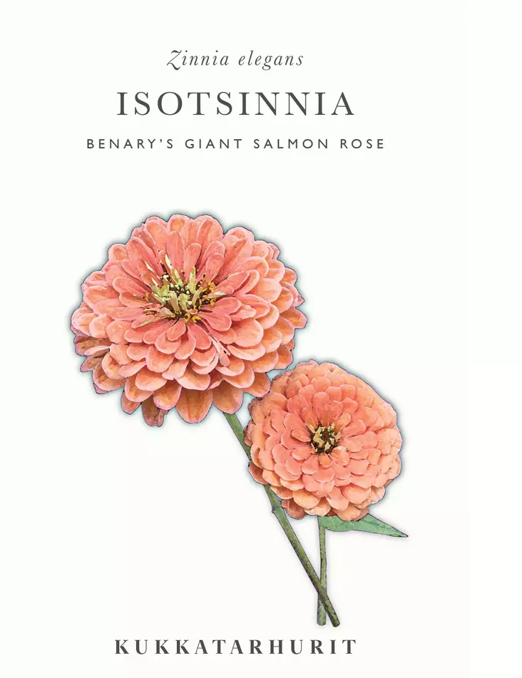 ISOTSINNIA BENARY'S GIANT SALMON ROSE - Tsinnian siemenet - 6430081120184 - 1