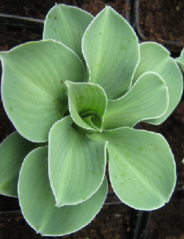 JALOKUUNLILJA BLUE MOUSE EARS - Kuunliljat - 2050736900004 - 1