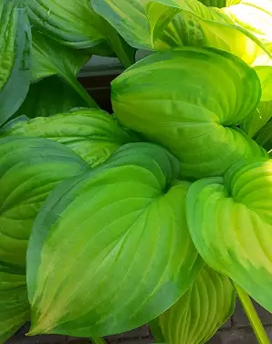 JALOKUUNLILJA STAINED GLASS - Kuunliljat - 2035736800004 - 1