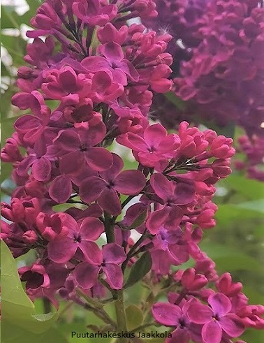 JALOSYREENI CHARLES JOLY - Syreenit - 2001740400004 - 1