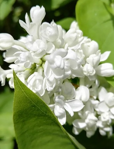 JALOSYREENI MME LEMOINE - Muut lehtipuut - 2040438300004 - 1