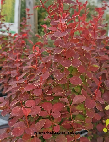 JAPANINHAPPOMARJA ORANGE ROCKET - Happomarjat - 2052010000004 - 1