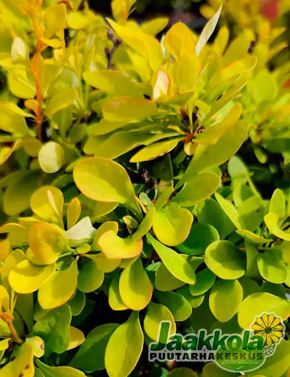 JAPANINHAPPOMARJA TINY GOLD - Happomarjat - 2030106800004 - 2