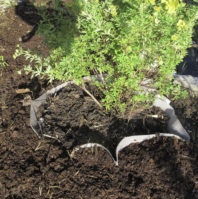 JUURIESTEMATTO 12 m2 - Kankaat, harsot ja verkot - 6430040621974 - 1