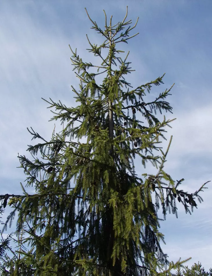 KÄÄRMEKUUSI - Kuuset - 2002000600004 - 1