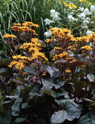 KALLIONAUHUS BRITT-MARIE CRAWFORD - Muut perennat - 2091042600004 - 1