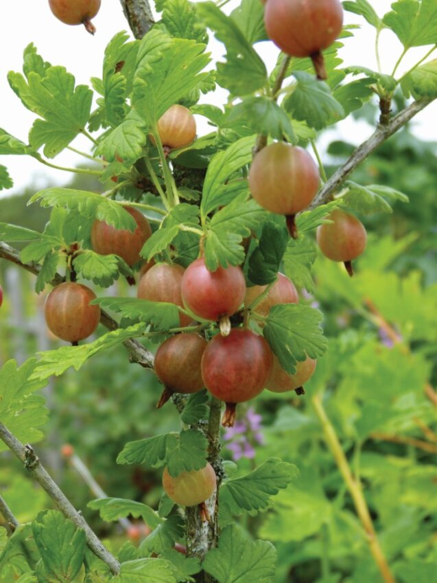 KARVIAINEN CAPTIVATOR - Muut marjakasvit - 2004000400004 - 1