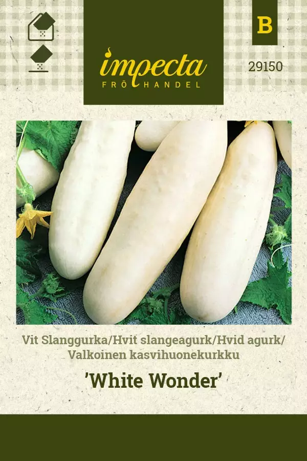 KASVIHUONEKURKKU WHITE WONDER - Kurkun siemenet - 7332756291504 - 1