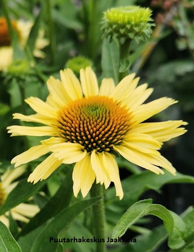 KAUNOPUNAHATTU MELLOW YELLOWS - Muut perennat - 2007875300004 - 1