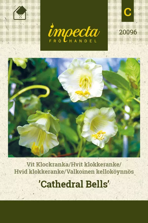 KELLOKÖYNNÖS CATHEDRAL BELLS - Muut kesäkukkien siemenet - 7332756200964 - 1