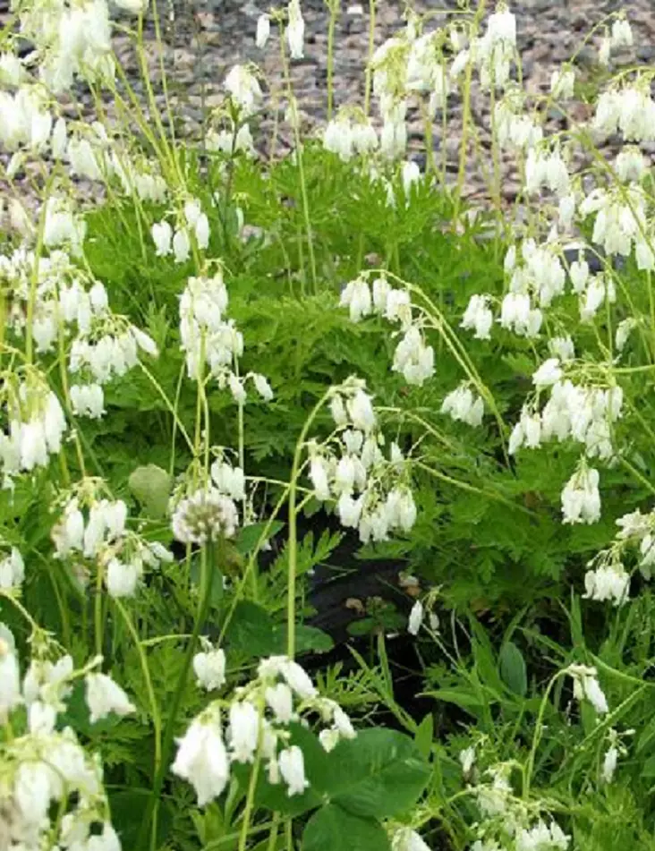 KESÄPIKKUSYDÄN VALKOINEN - Muut perennat - 2010971400004 - 1