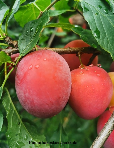 KIRSIKKALUUMU KOMETA - Luumupuut - 2065006900004 - 1