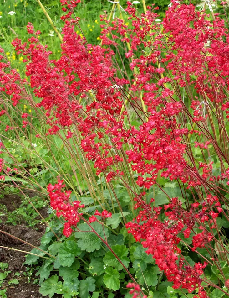 KORALLIKEIJUNKUKKA LEUCHTKÄFER - Keijunkukat - 2010134300004 - 1