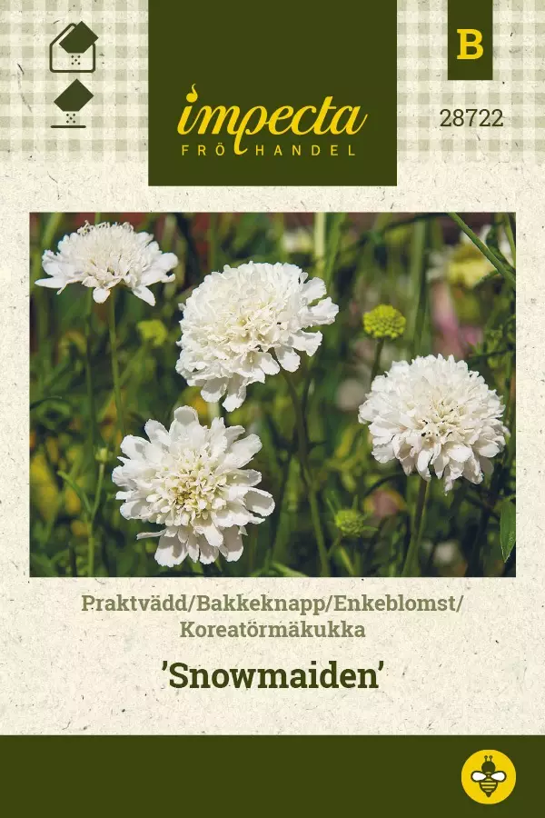 KOREATÖRMÄKUKKA SNOWMAIDEN - Muut kesäkukkien siemenet - 7332756287224 - 1