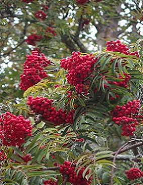 KOTIPIHLAJA - Pihlajat - 2003522400004 - 1