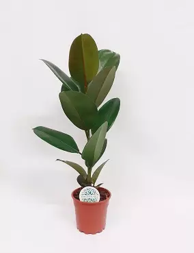 KUMIVIIKUNA ROBUSTA 17 CM RUUKKU - Fiikukset - 2000010700004 - 1