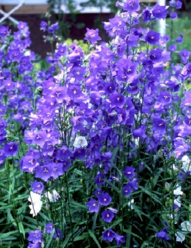 KURJENKELLO COERULEA - Kellokukat - 2099371100004 - 1