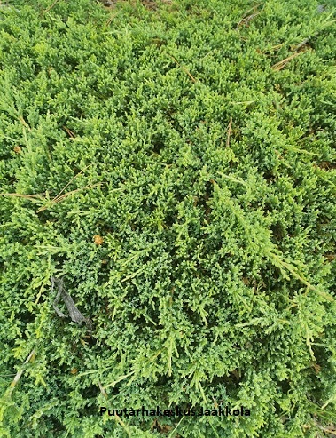 LAAKAKATAJA PRINCE OF WALES - Katajat - 10302104 - 1