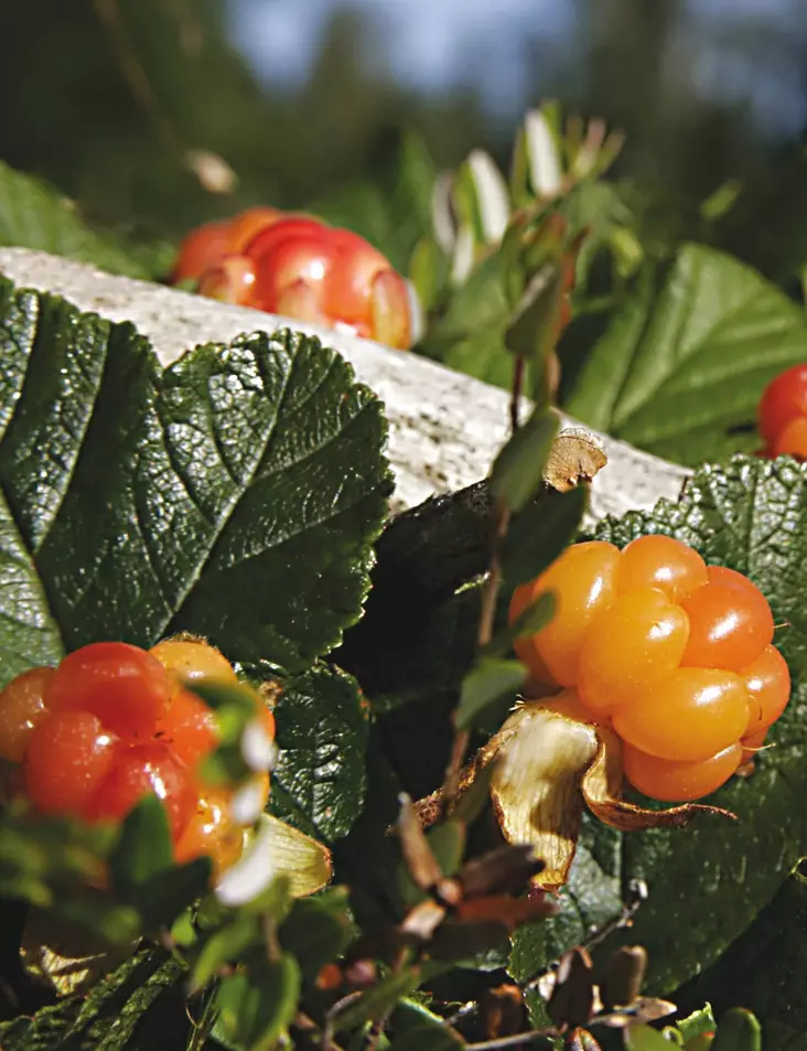 LAKKA NYBY - Muut marjakasvit - 2019304300004 - 1