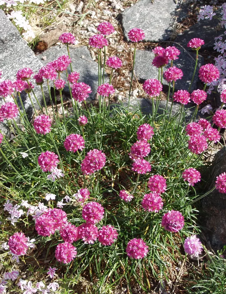 LAUKKANEILIKKA SPLENDENS - Muut perennat - 2001791200004 - 1