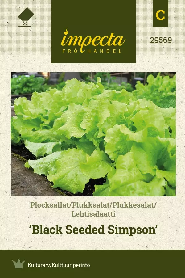 LEHTISALAATTI BLACK SEEDED SIMPSON - Salaatin siemenet - 7332756295694 - 1