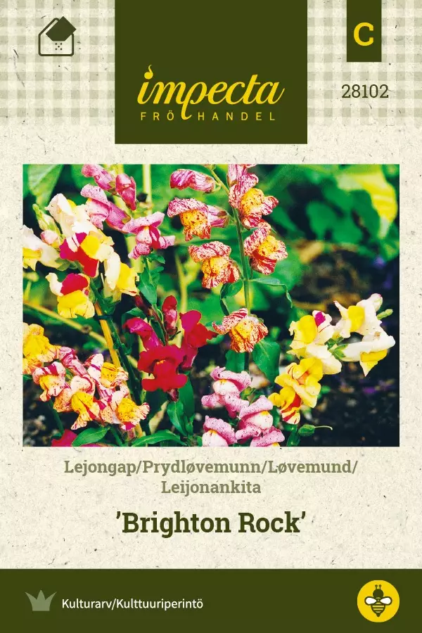 LEIJONANKITA BRIGHTON ROCK - Muut kesäkukkien siemenet - 7332756281024 - 1