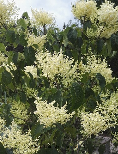 LIKUSTERISYREENI - Muut lehtipuut - 2025313600004 - 1