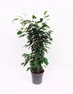 LIMOVIIKUNA DANIELLE - Fiikukset - 2000012300004 - 1