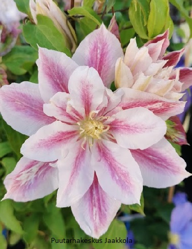 LOISTOKÄRHÖ ANDROMEDA - Kärhöt - 2001411100004 - 1