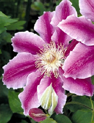 LOISTOKÄRHÖ DOCTOR RUPPEL - Kärhöt - 2050155600004 - 1