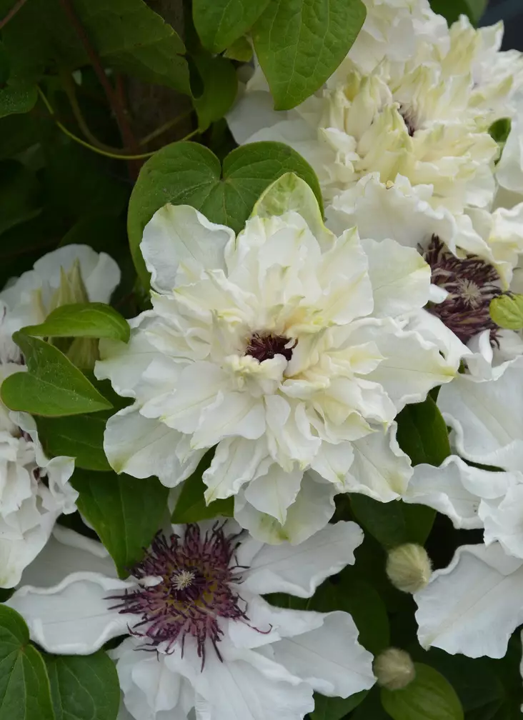 LOISTOKÄRHÖ FIRST LIGHT - Kärhöt - 2030281800004 - 1