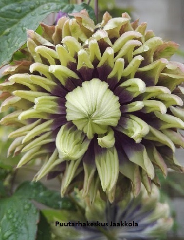 LOISTOKÄRHÖ TAIGA - Kärhöt - 2000302300004 - 1