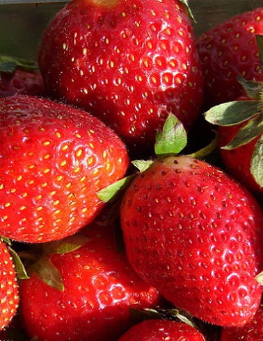 MANSIKKA FRIDA SATOTAIMI - Mansikantaimet - 2034756700004 - 1