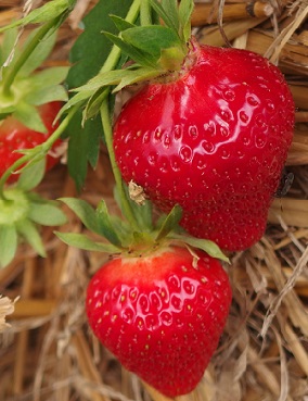 MANSIKKA KORONA 10 KPL - Mansikantaimet - 2070110100004 - 1