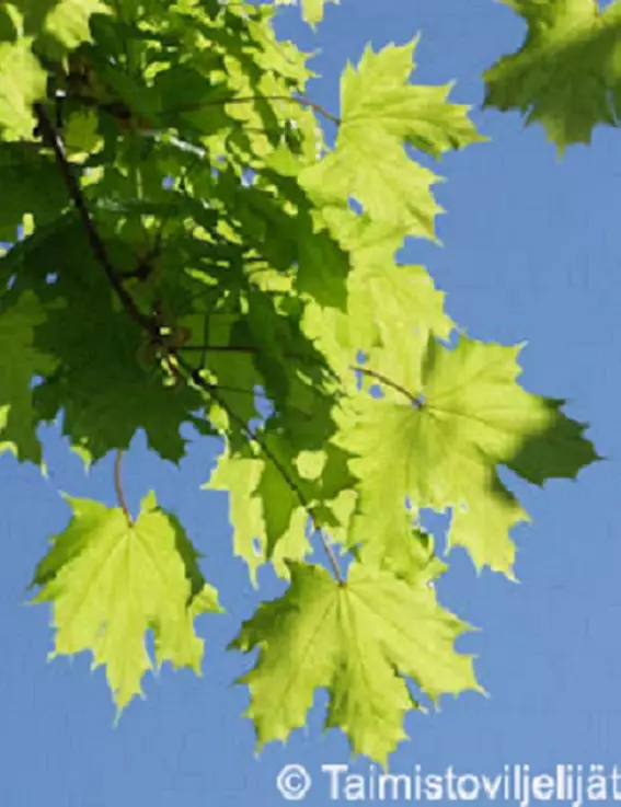 METSÄVAAHTERA - Vaahterat - 2000184500004 - 1