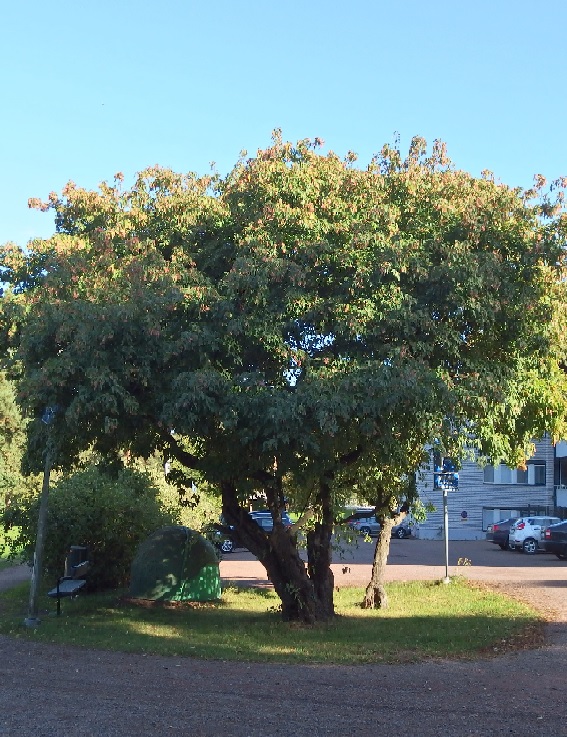 MONGOLIANVAAHTERA - Vaahterat - 2030120800004 - 1