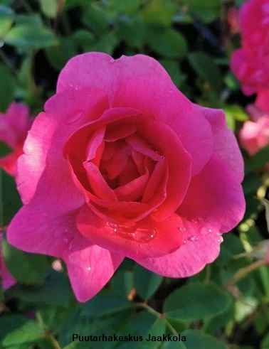 MORDEN CENTENNIAL RUUSU - Kanadalaiset ruusut - 2001702400004 - 1