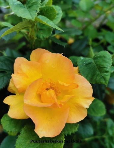 MORDEN SUNRISE - Kanadalaiset ruusut - 2002014700004 - 1