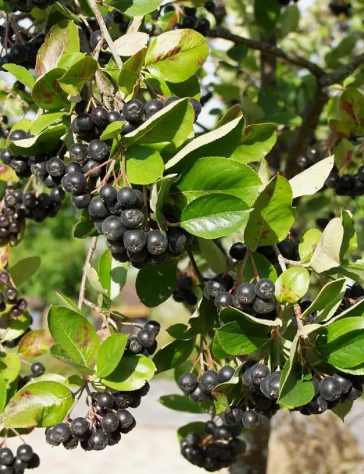 MUSTA-ARONIA rungollinen - Muut lehtipuut - 2030645600004 - 1