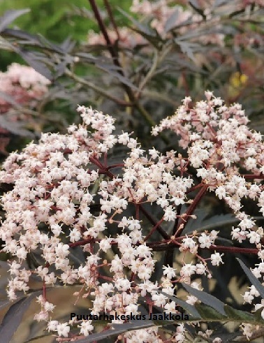 MUSTASELJA BLACK LACE - Muut pensaat - 2002204400004 - 1