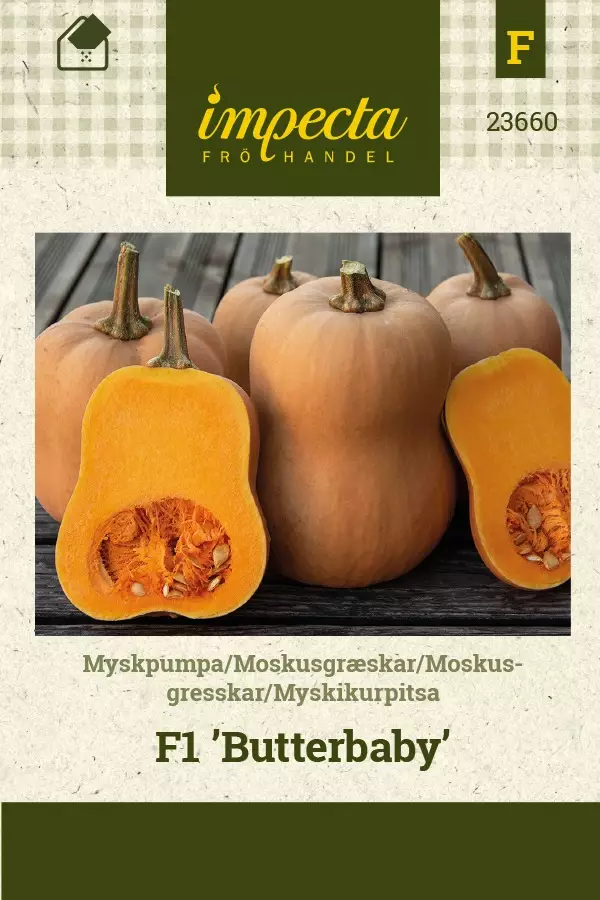 MYSKIKURPITSA BUTTERBABY - Kurpitsan siemenet - 7332756236604 - 1