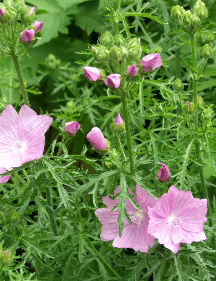 MYSKIMALVA - Muut perennat - 2099410700004 - 1