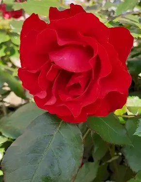 NINA WEIBULL RUUSU - Ruusut - 2000174600004 - 1