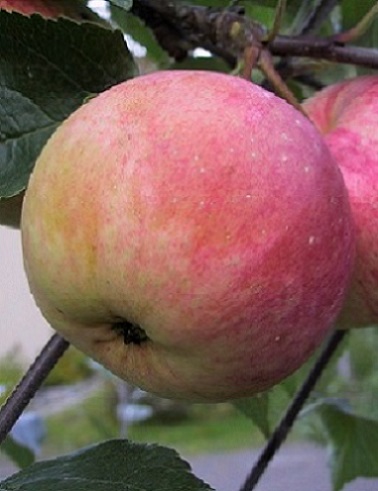 OMENAPUU SILOPOSKEN HUNAJAINEN - Omenapuut - 2000100100004 - 1