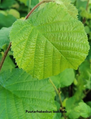 PÄHKINÄPENSAS - Muut pensaat - 2020600200004 - 1