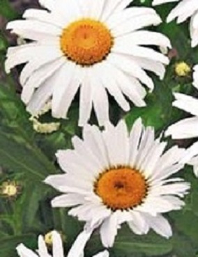 PÄIVÄNKAKKARA - Muut perennat - 2020141600004 - 1