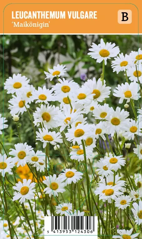 PÄIVÄNKAKKARA MAIKÖNIGIN - Muut perennat - 2020141600004 - 1