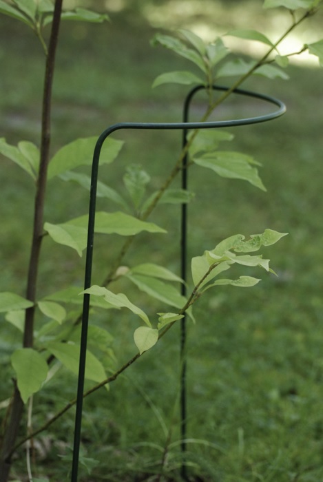 PERENNATUKI 100 CM - Tuenta- ja sidontatarvikkeet - 6430040621394 - 1