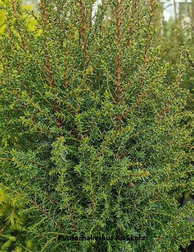 PIKKUPILARIKATAJA - Katajat - 2025036400004 - 1