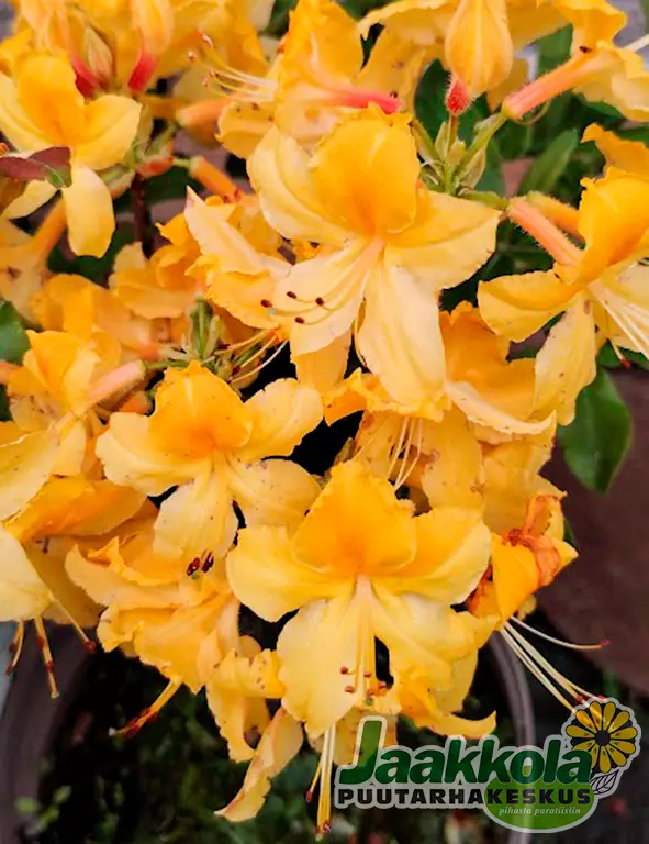 PUISTOATSALEA ONNIMANNI - Atsaleat - 2082015400004 - 1